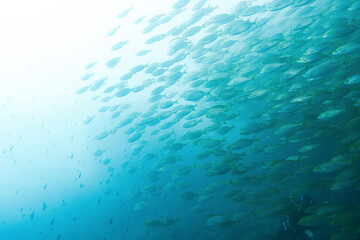Scuba diver swims through a school of fish in the deep blue sea, Mediterranean sea, Benidorm, Spain