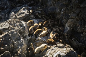 A group of Antarctic fur seals basking in the sun on a remote Antarctic island