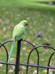 green parrot on a branch