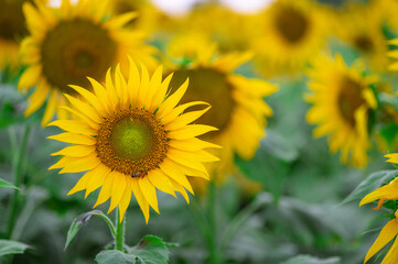 Fully bloomed sunflower immature in the agricultural field.