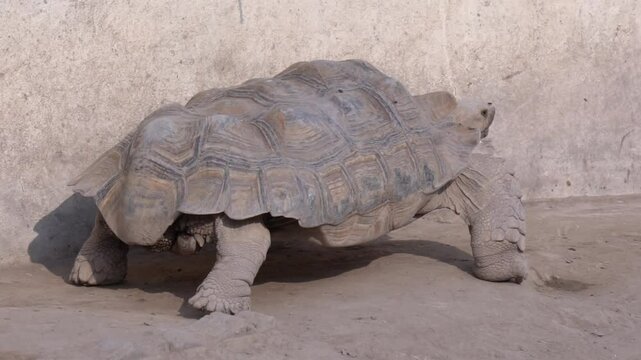 African Spurred Tortoise in a Natural Habitat, Giant Land Tortoise Close-Up, Wildlife Photography of a Desert Reptile