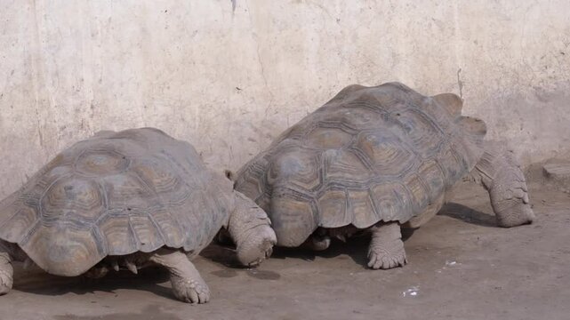 African Spurred Tortoise in a Natural Habitat, Giant Land Tortoise Close-Up, Wildlife Photography of a Desert Reptile