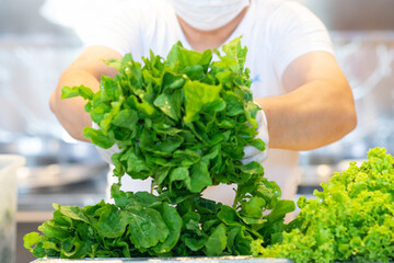 Male chef's hands with disposable gloves preparing a salad with fresh arugula and lettuce on steel kitchen counter in a fish restaurant kitchen