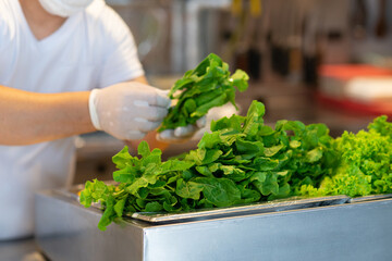 Male chef's hands with disposable gloves preparing a salad with fresh arugula and lettuce on steel kitchen counter in a fish restaurant kitchen
