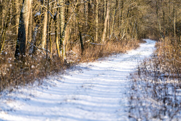 Snowy forest path, forest winter time, Poland