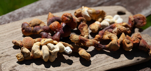 reishi, lingzhi, mushroom, chizhi, fungi, fungus ganoderma, multipileum, polypore, lucidum, traditional, medicine, antler, beta-glucans, medicinal, immunity, cultivated, harvest, anticancer, antitumor