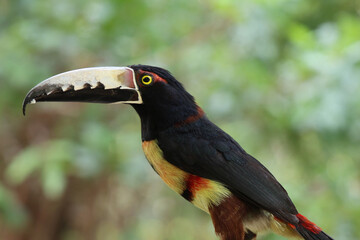 TUCAN