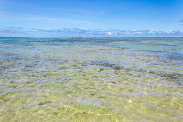 beach in the summer  tropical beach in northeastern Brazil in the state of Alagoas, city of Maceio, Ponta Verde beach