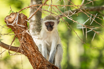 A vervet monkey watching from a tree © Tyrone