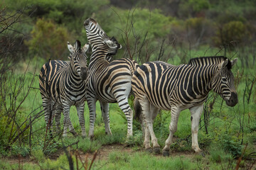 Several zebras in the african bush