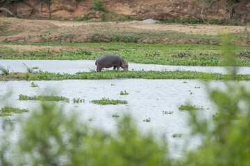 Landscape image with a hippo feeding 