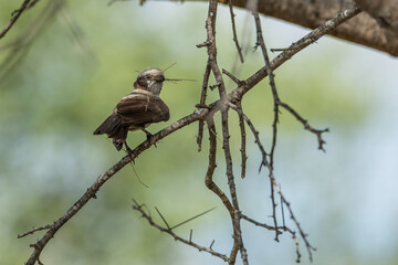 Bird on branch with grass in beak