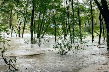 Flooded forest, climate change, river, Switzerland, Maggia