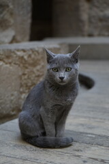 Fototapeta premium Gato gris en egipto