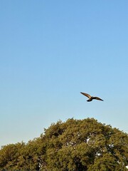 Pigeon in flight