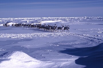 A herd of reindeer traversing a frozen Arctic tundra, antlers crowned with frost