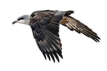 Obraz premium A bird soaring through the air with its wings open