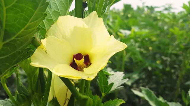 okra or lady fingers on plant in garden, Lady fingers. Ladyfingers or okra vegetable on plant in farm. Plantation of natural okra. Fresh okra vegetable. Lady