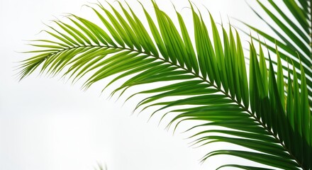 Obraz premium Bright green palm leaf. Close-up view. Isolated on white background. Feathery shape. Ideal for tropical designs. Fresh, vivid green plants. Suggests vacation, summer. Botanical illustration.