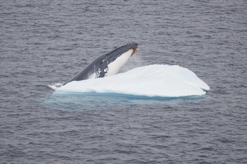 Fototapeta premium A majestic humpback whale breaching near an iceberg in the Antarctic Peninsula