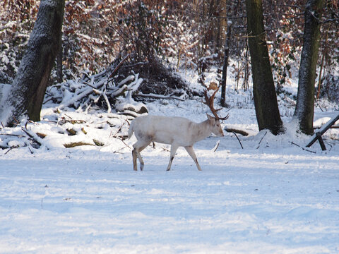 A white male red deer (cervus elaphus) in the snow at the Kottenforst forest wildlife enclosure in Bonn, Germany