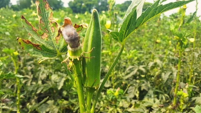 okra or lady fingers on plant in garden, Lady fingers. Ladyfingers or okra vegetable on plant in farm. Plantation of natural okra. Fresh okra vegetable. Lady
