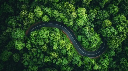 Aerial view of winding road through lush forest with sunlight and wildflowers