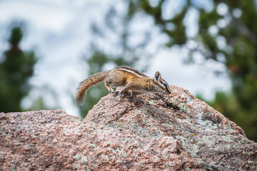 Colorado chipmunk running along rough red rock against a blurry background of pine trees and blue sky