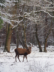 Vertical of a male red deer (cervus elaphus) facing the in the snow at the Kottenforst forest in Bonn, Germany