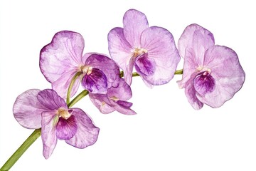Close-up of purple flowers on a stem, great for botanical or garden-themed designs