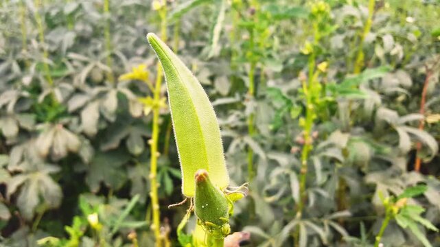 okra or lady fingers on plant in garden, Lady fingers. Ladyfingers or okra vegetable on plant in farm. Plantation of natural okra. Fresh okra vegetable. Lady