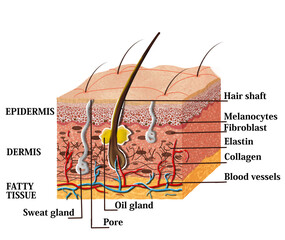 Skin anatomy diagram with description. Illustration of skin cross section 
