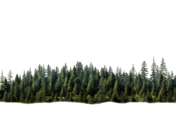 Lush green coniferous forest landscape under a clear sky in the early morning light