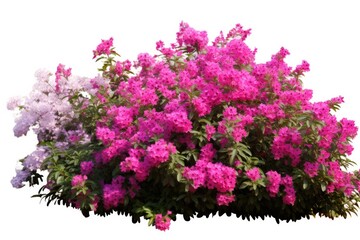 Obraz premium Bloom with Colorful Flower Bush. Isolated Garden of Pink, Red, Purple Flowers with White Background. Perfect for Nature Theme Designs