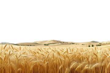 Vast golden wheat field under a clear blue sky in a serene rural landscape