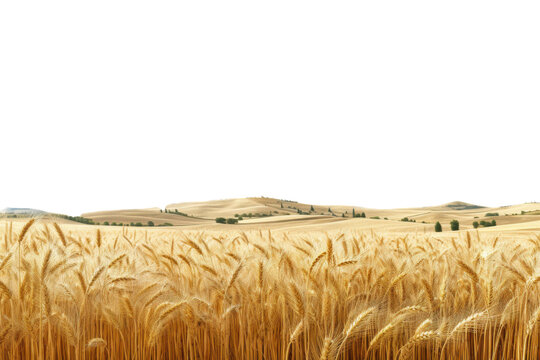 Vast golden wheat field under a clear blue sky in a serene rural landscape