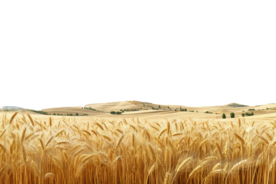 Vast golden wheat field under a clear blue sky in a serene rural landscape