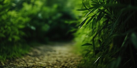 This serene image features a lush, green pathway surrounded by rich foliage, inviting viewers to experience a sense of calmness and connection to nature's beauty.