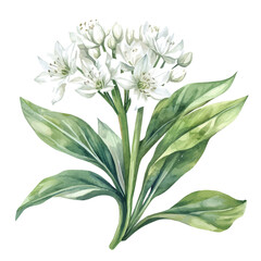 A watercolor of wild garlic, isolated on a white background. Wild garlic vector.
