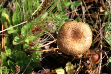 Small mushroom growing in the sun.