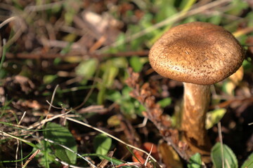 Small mushroom growing in the sun.