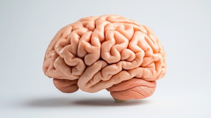 Fototapeta premium Exploring brain anatomy human brain model scientific study studio environment close-up view