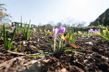 Fotobehang Krokus spring crocus flowers in garden  © R. S.