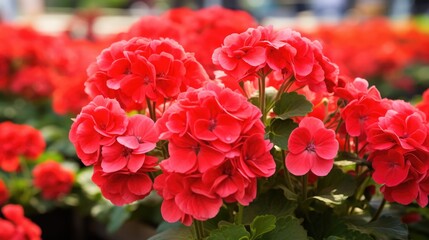 Colorful Geraniums for Sale: Beautiful Flowering Plants for your Home or Business Garden