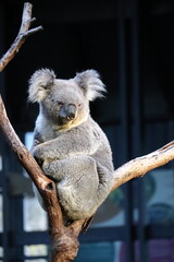 Koala relaxing on eucalyptus tree at Taronga Zoo, Sydney, Australia. Australian wildlife in a natural habitat.