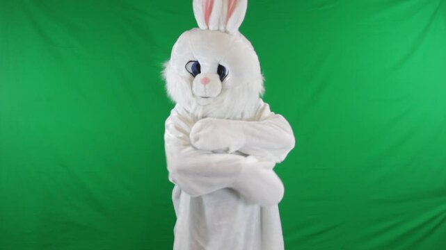 Dancing Rabbit Green Screen