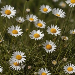 Obraz premium Meadow grass, garden lawn with wild daisy flowers in spring and summer isolated against a transparent background with additional daisies in focus and blurred to add to finished image