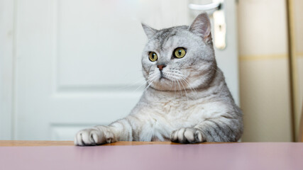 Cat, Portrait, Indoor - Grey and white cat sits on a pink table, looking to the right.
