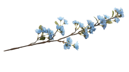 A single blue flower stalk with delicate blossoms on a white background