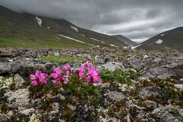 Fototapeta premium Summer Arctic landscape. Wild flowers in the rocky tundra among the mountains. Blooming Rhododendron camtschaticum. Low clouds. Golden Ridge, Chukotka, Far East of Russia. Beautiful northern nature.